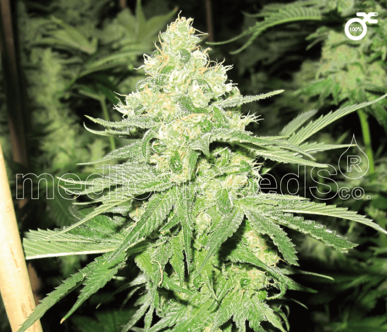 Top 5 medical strains Strain Rating